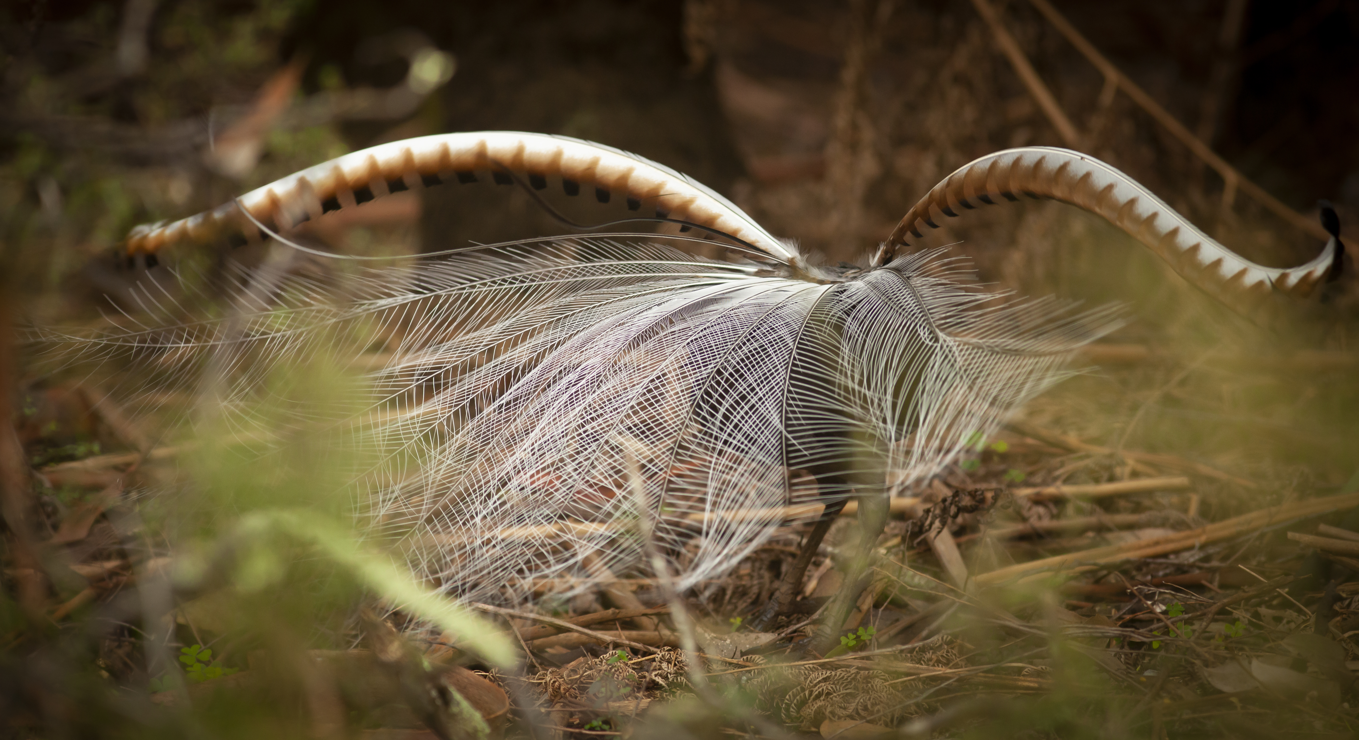 Tree ferns and Mountain Ash - Sherbooke Forest - Meghan Lindsay