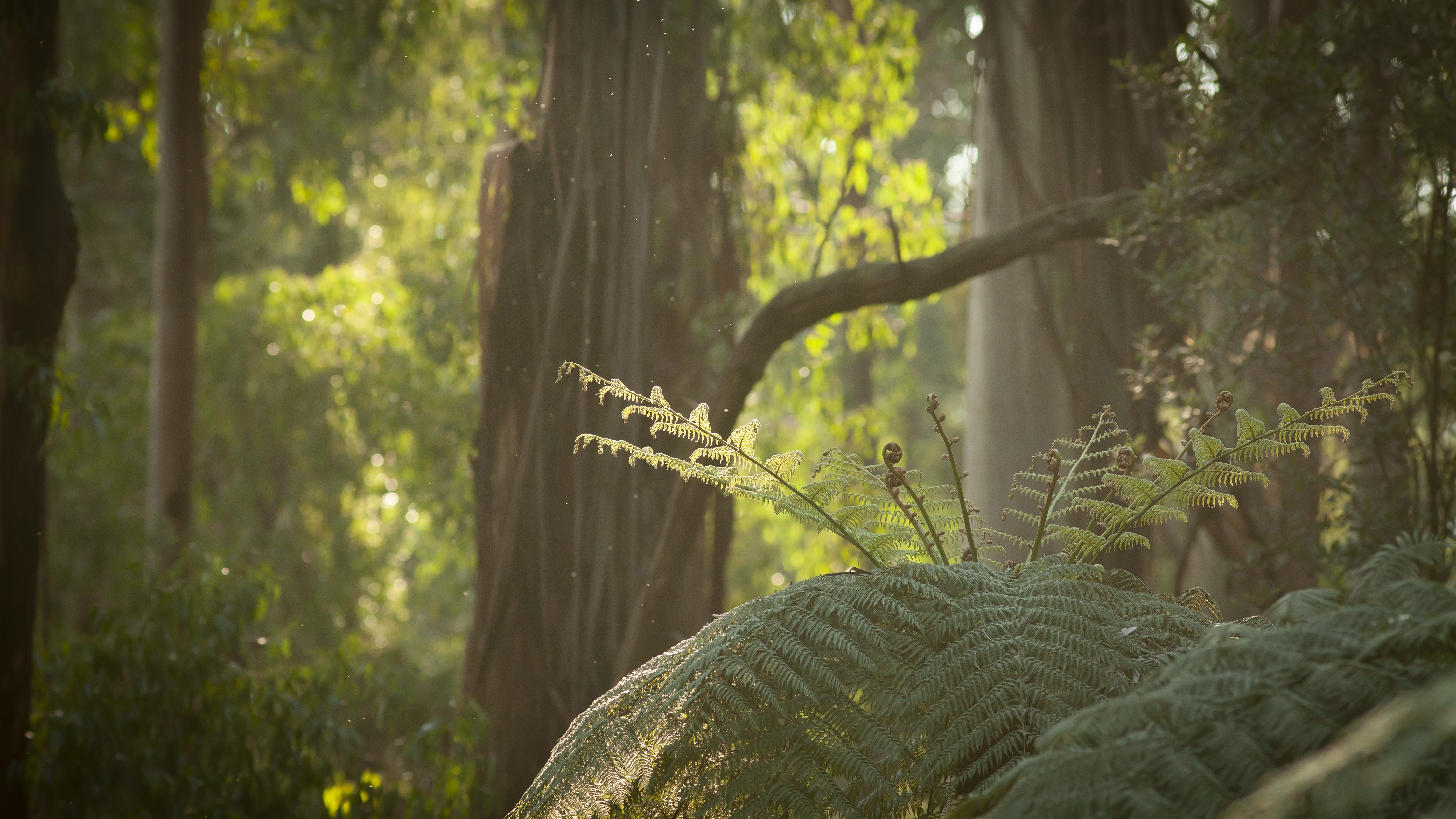 Tree ferns and Mountain Ash - Sherbooke Forest - Meghan Lindsay