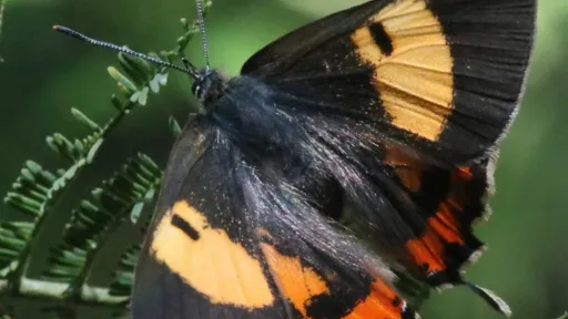 Silky Hairstreak (Pseudalmenus chlorinda), Monbulk, Dec 2021