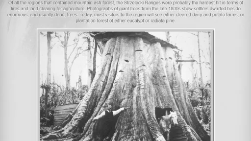 StrzeleckiRanges-VictoriasGiantTrees