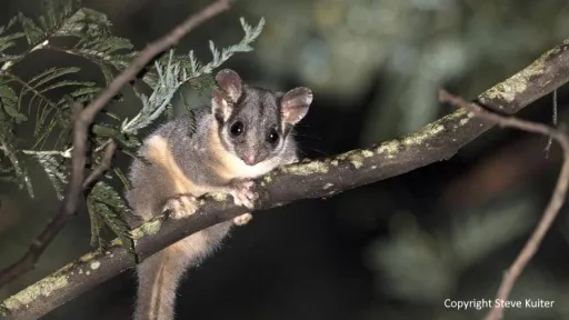 leadbeaters-possum-steve-kuiter-copyright